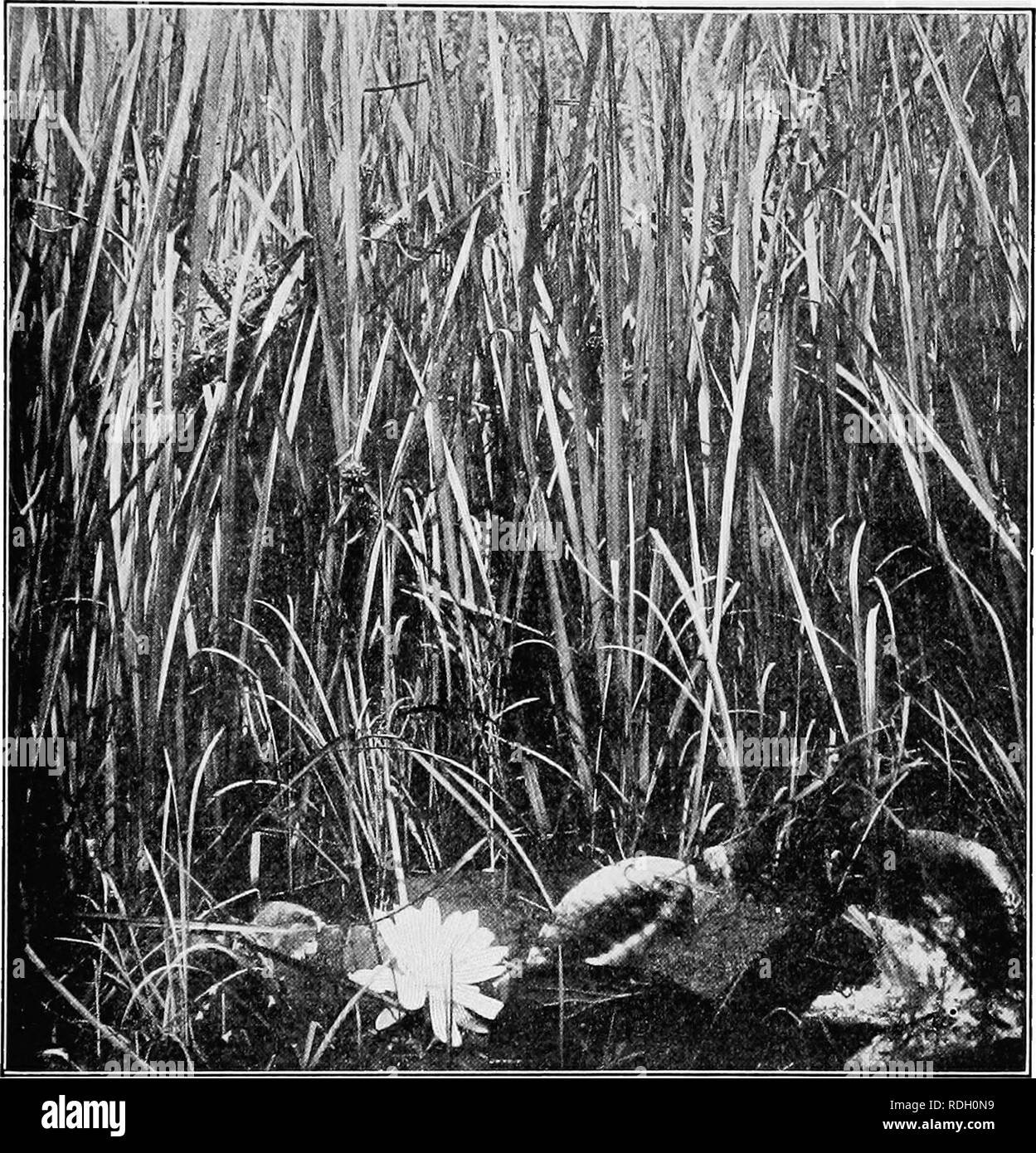 . A textbook of botany for colleges and universities ... Botany. LEAVES 545 since it doubtless results in the greatest food production possible within a given volume of leafage. In many swamp plants, verticality is not due entirely to leaf crowding; in various monocotyls (as Typha) the leaves are enclosed in sheaths, and in the rushes {Juncus, Scirpus,. Fig. 783. — A colony of the bur-reed {Sparganium eurycarpum); the sunlight reaches the leaves at all depths, in spite of their dense arrangement; closely placed vertical leaves permit a maximum of lighting for vegetation as a whole, though the  Stock Photo