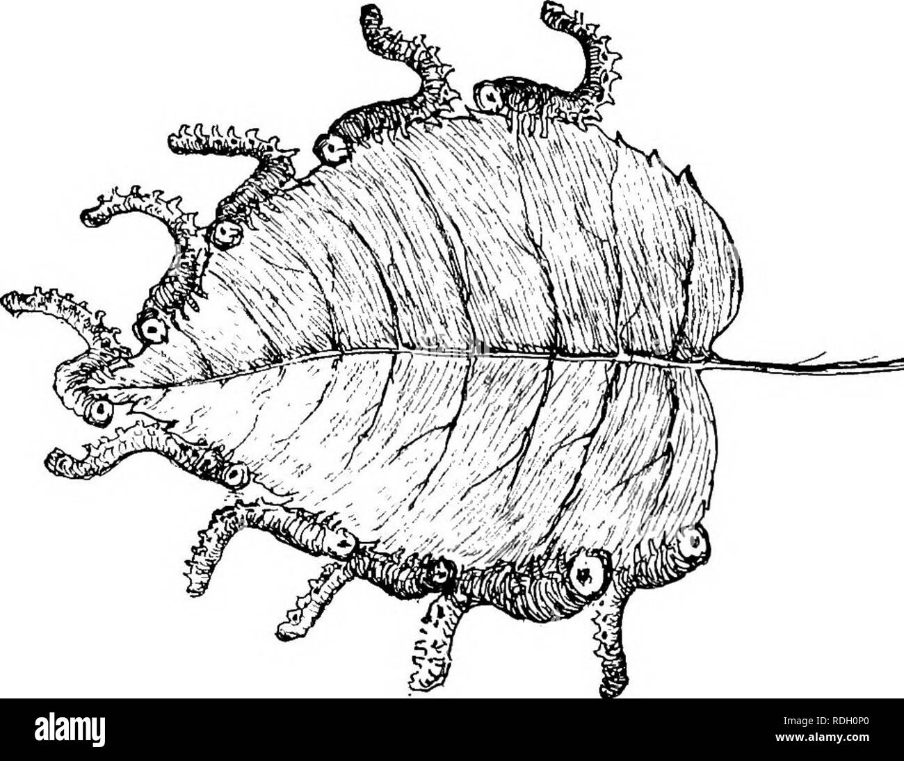 What Is Instinct Some Thoughts On Telepathy And Subconsciousness In Animals Instinct O W 3 D I O Co Gt Lt A J Please Note That These Images Are