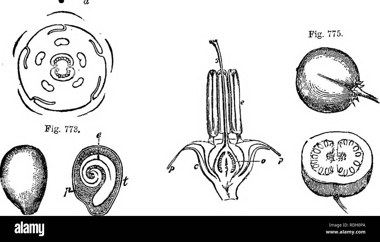 A Manual Of Botany Being An Introduction To The Study Of The Structure Physiology And Classification