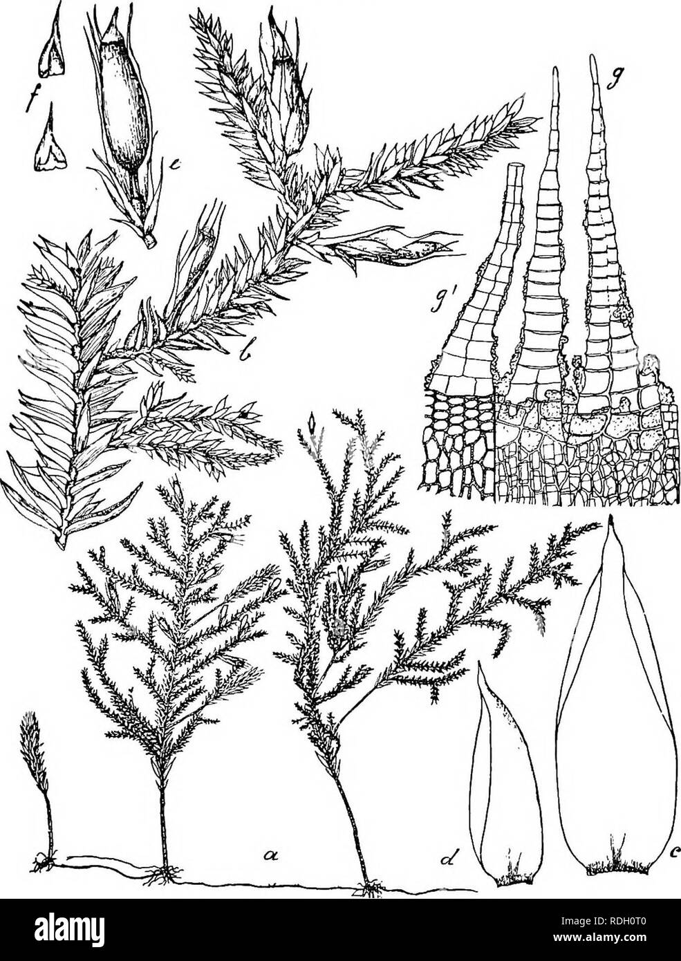 . Flore de Buitenzorg. Botany. 693 Secimdarer Stengel entfernt sprossend, fast wagerecht ab stehend, baumchenartis-. meist im unteren Drittel nicht baumchenartig, ver- Fig. 129.. Symphysodontella cylindracea (B. et Iac). a. Habitasbild (natiirl. Gi'osse). e. Sporogon f. b. Zweig mit Spovogonen !f. /. Haube 1. V. Stengelblatt J. g. Peristom —7- d. Fiederblatt. '/. ;?'. Uesgl. dorsal zweigt, und mit schmallanzettlichen, hyalinen Niederblattem besetzt, oberwarts imregelmassig fiederastig etc. wie bei S. convoluta, aber Wedel unregelraassiger, baumchenartiger und etwas breiter, bis 8 cm. lang und  Stock Photo