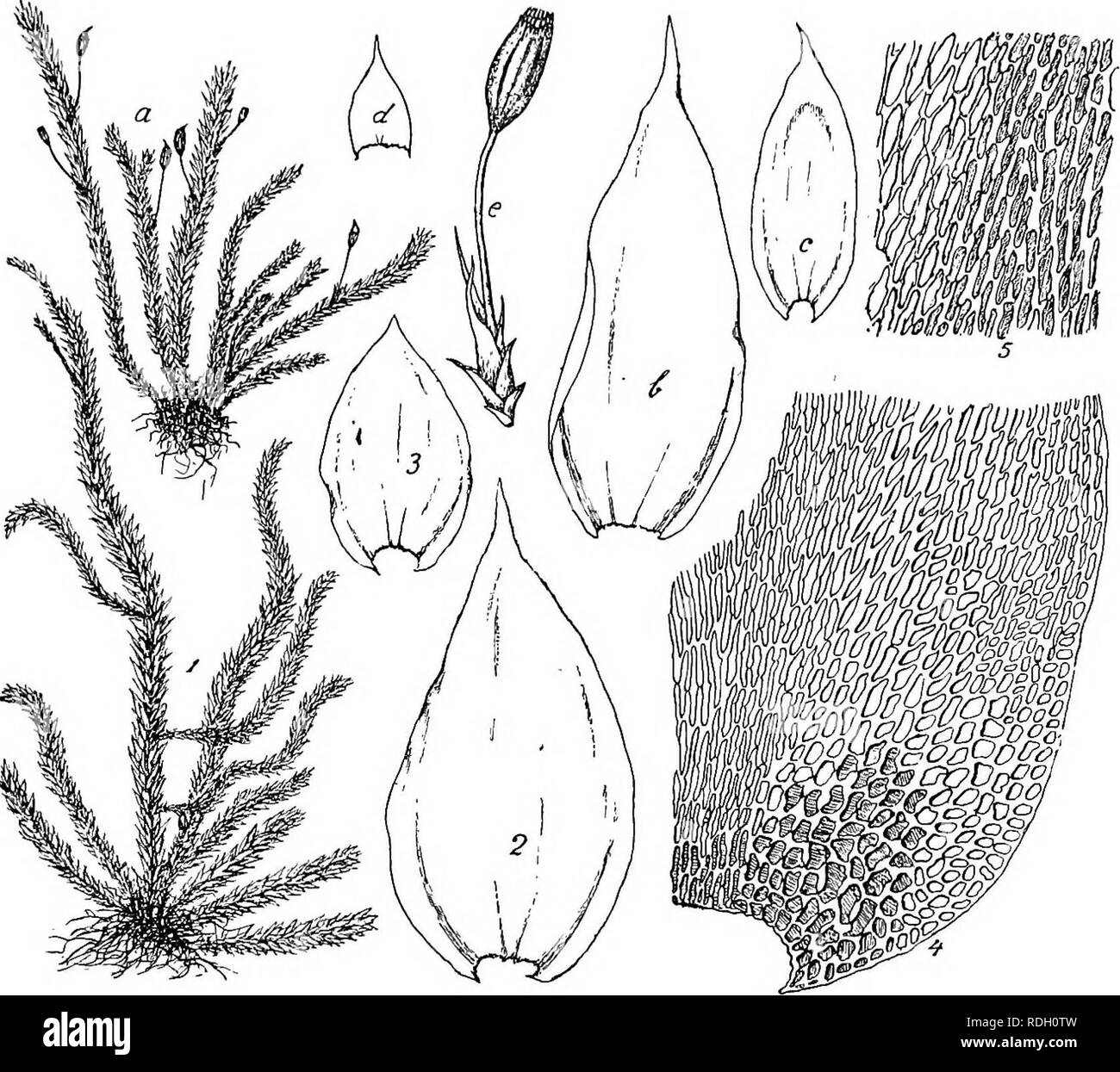 . Flore de Buitenzorg. Botany. 661 doppelt angedeutet, gelblich. Blattzellen dickwandig, giatt, stark getiipfelt, oft langlich elliptisch bis rhomboidisch, Fig. 124.. Glyphothecmm sciuroides Hpe. a. Habitasbild (naturl. Gfiisse). k. und d. Grundstiiadige Stengelblalter '/• b. Stengelblalt V- e. Sporogon J. Glyfhoihecium pangerangense Flsch. 1. Habitasbild (aaliiil. Giosso). 4. Zellen der Blatteclcen —. 2. Stengelblalt V- 5. Zellen'der Blattmitle . 3. Grnndstandiges Stengelblalt&quot;. V. dunnwandig und schwach getupfelt, 30—45 /^ lang, Lumen 5 8 u. breit, gegen die Basis fast liuear, an den B Stock Photo