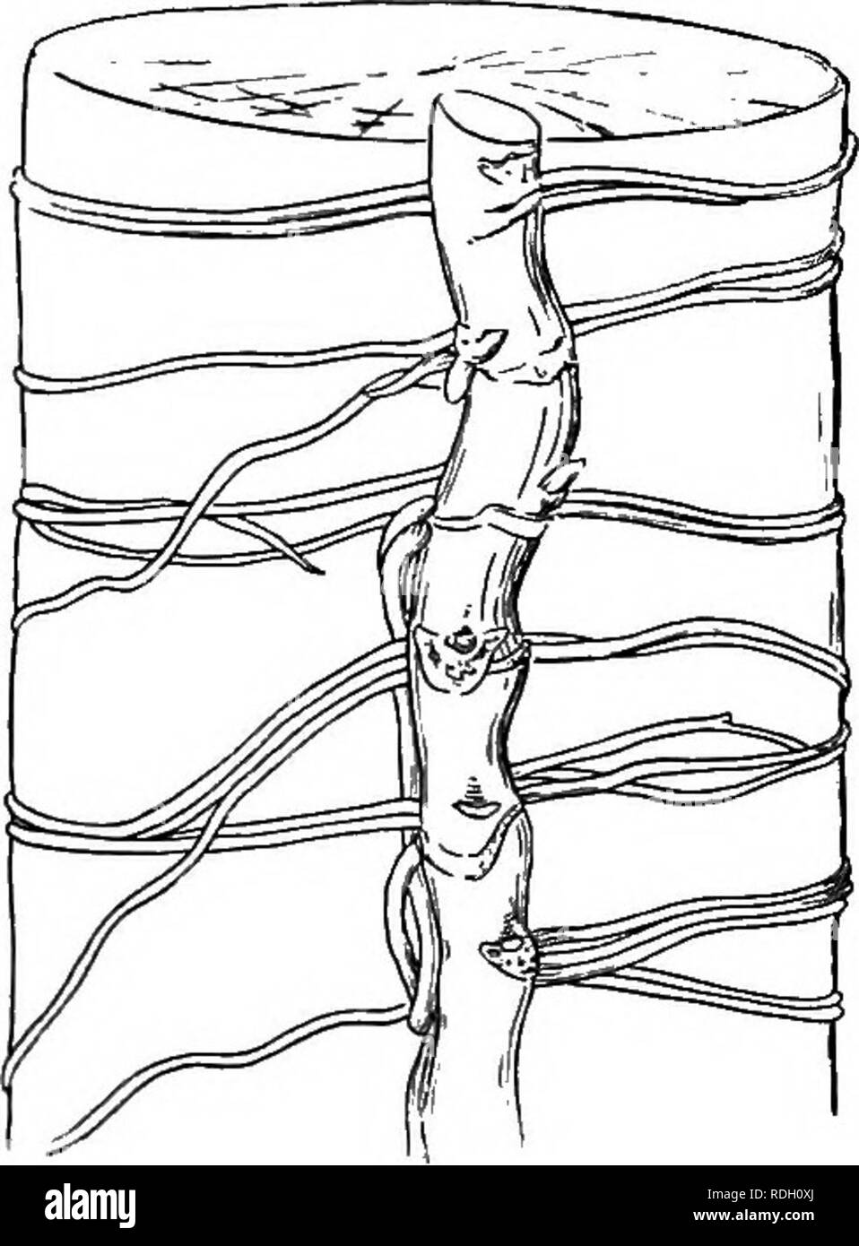 . A textbook of botany for colleges and universities ... Botany. Fig. 735. —A portion of a progeo- tropic rhizophore of Selaginella apus, densely clothed with horizontal root hairs, as a result of growth in a moist chamber; considerably magnified. Fig. 736.—A portion of the stem of a liana (Philodendron melanochrysum) with horizontal adventitious roots clasp- ing the trunk of a tree (Canarium), thus serving to anchor the liana to its sup- port. — From Went.. Please note that these images are extracted from scanned page images that may have been digitally enhanced for readability - coloration a Stock Photo