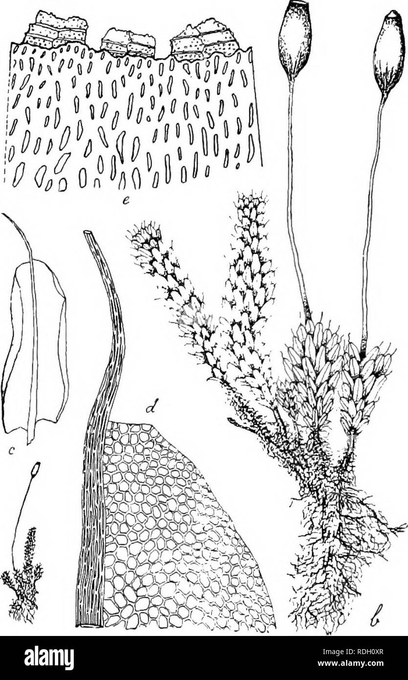 . Flore de Buitenzorg. Botany. 574 Fig. 107- zahlreich, schlank cylindrisch (0,5 mm. lang), ohne Paraphysen; HuUblatter zahlreich, klein, allmahlich zugespitzt, mit lan- ger Haarspitze. — Rasen dicht, schwellend, oben lebhaft gras- grun, im Alter gelblichgrun, inaen rostfarben, durch glatten, ausserst feinen, haart'6rmigen Rhizoidenfilz dicht verfilzt. Stengel 1—2 cm. hoch, fast einfach, aufrecht, mit schlankeren Innovationen und gabelig ungleich geteilt, fast locker , gedunsen , allseitig beblattert, un- deutlich filnfkantig, rand- lich, mit zartzelligem, deutlich differenzirtem Centralstrang Stock Photo