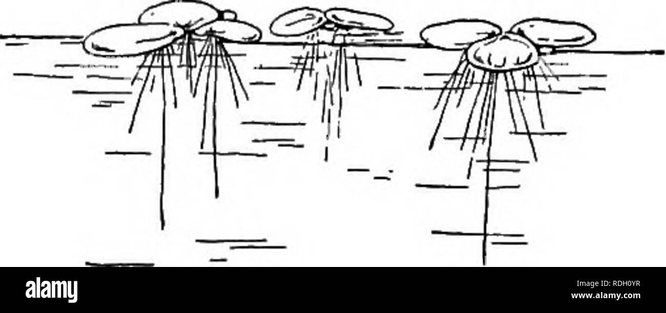 Swamp gases Black and White Stock Photos & Images Alamy