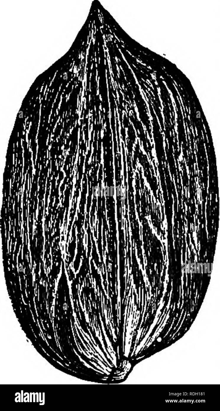 Pecan nut trees Black and White Stock Photos & Images Alamy