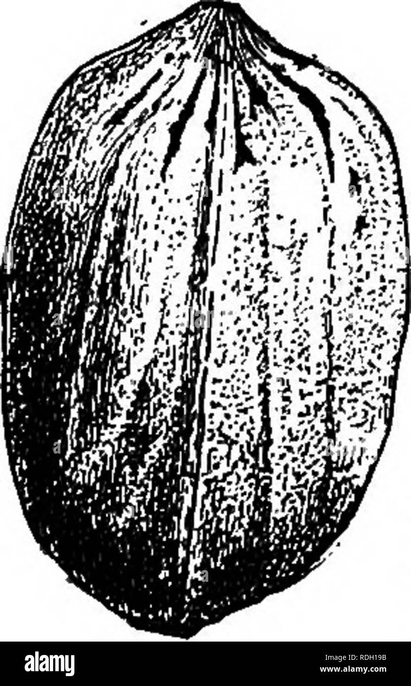. The nut culturist : a treatise on the propagation, planting and cultivation of nut-bearing trees and shrubs, adapted to the climate of the United States ... Nuts. FIG. 56. STUAKT. Jewett.—From Mississippi; a large, long nut, rather irregular; shell medium ; quality very good. Stuart.—A large, roundish, oblong niit from Mis- sissippi (Fig. 56). Turkey Egg.—A variety from Florida; large and thin-shelled. Van Dbman.—A large variety from Mis- sissippi, of. oblong form I I and thin shell (Fig. 57). From other sources ] [ we collect other names, I namely: Idlewild.—An oval shaped nut from Idle- wi Stock Photo