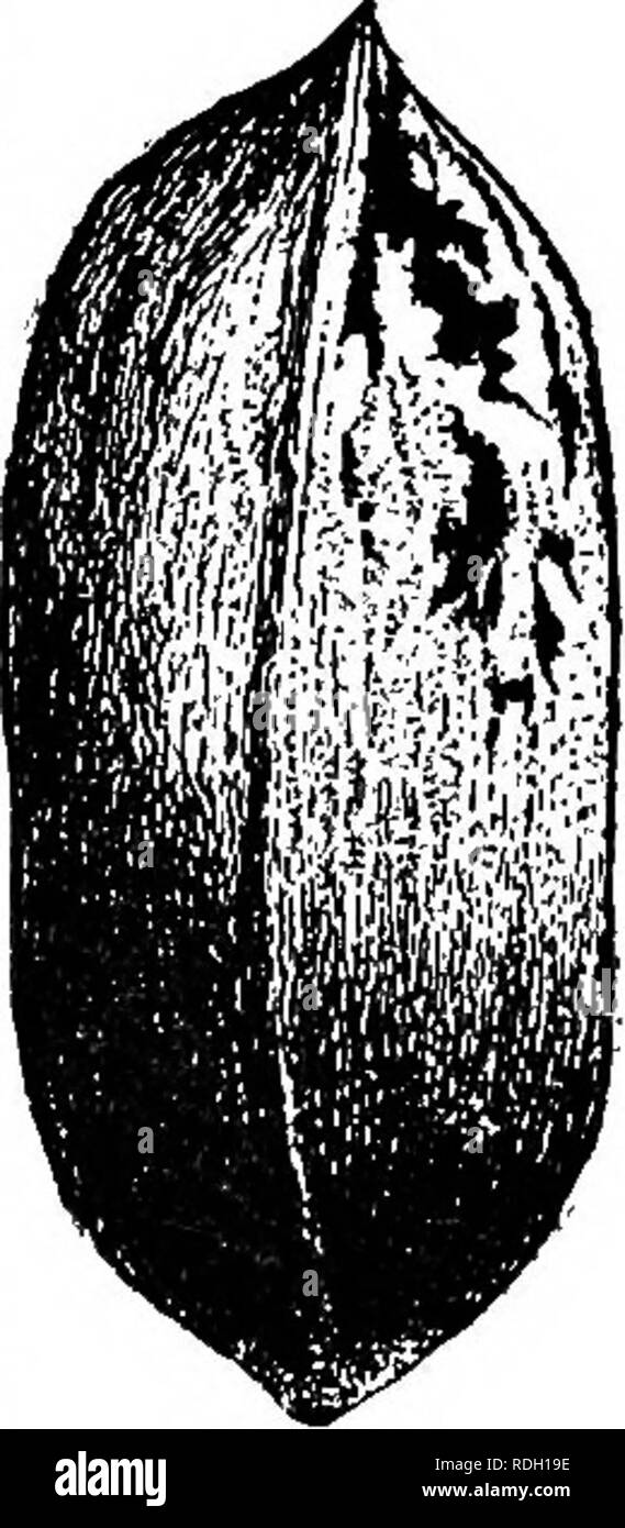 . The nut culturist : a treatise on the propagation, planting and cultivation of nut-bearing trees and shrubs, adapted to the climate of the United States ... Nuts. FIG. 56. STUAKT. Jewett.—From Mississippi; a large, long nut, rather irregular; shell medium ; quality very good. Stuart.—A large, roundish, oblong niit from Mis- sissippi (Fig. 56). Turkey Egg.—A variety from Florida; large and thin-shelled. Van Dbman.—A large variety from Mis- sissippi, of. oblong form I I and thin shell (Fig. 57). From other sources ] [ we collect other names, I namely: Idlewild.—An oval shaped nut from Idle- wi Stock Photo