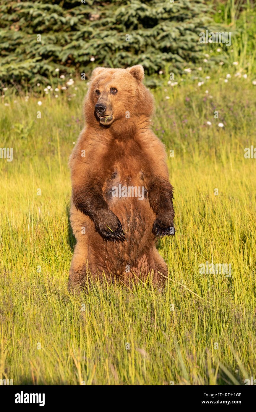 Grizzly bear standing on hind legs hi-res stock photography and images