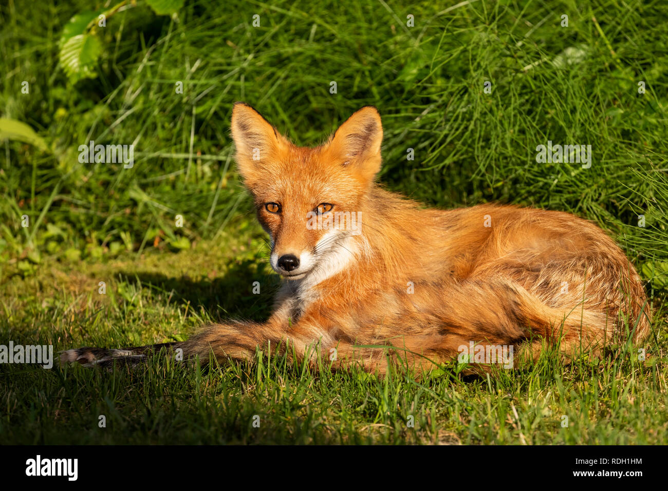 Red Fox (Vulpes vulpes) resting in Lake Clark National Park, Alaska Stock Photo