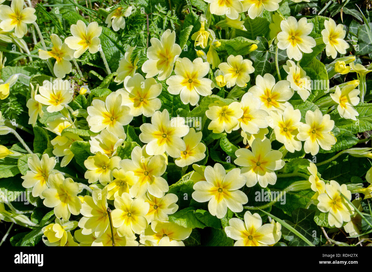 Wild primrose, latin name Primula vulgaris, blooming on a sunny bank in Hampshire. Springtime. Stock Photo