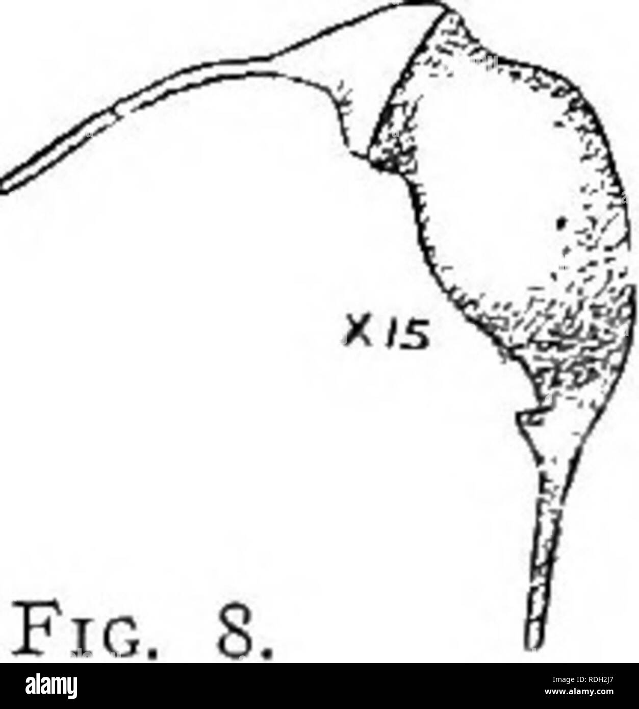 . Mosses with a hand-lens; a non-technical handbook of the more common and more easily recognized mosses of the north-eastern United States. Mosses. Archcgoniuin, the flask-shaped female reproductive organ. (Fig. S-) See, also, anthcrozoid. Arcuate (capsule), bent in a curve like a bow. (Fig. 6.) Areolation, the net work formed by the outlines of the cells of a leaf. Astomous (capsule), without a mouth. Used of capsules which have no regularly dehiscent lid. Auricles, small lobes at the basal angles of the leaf, usually consisting of cells differing from those of the main part of the leaf in s Stock Photo