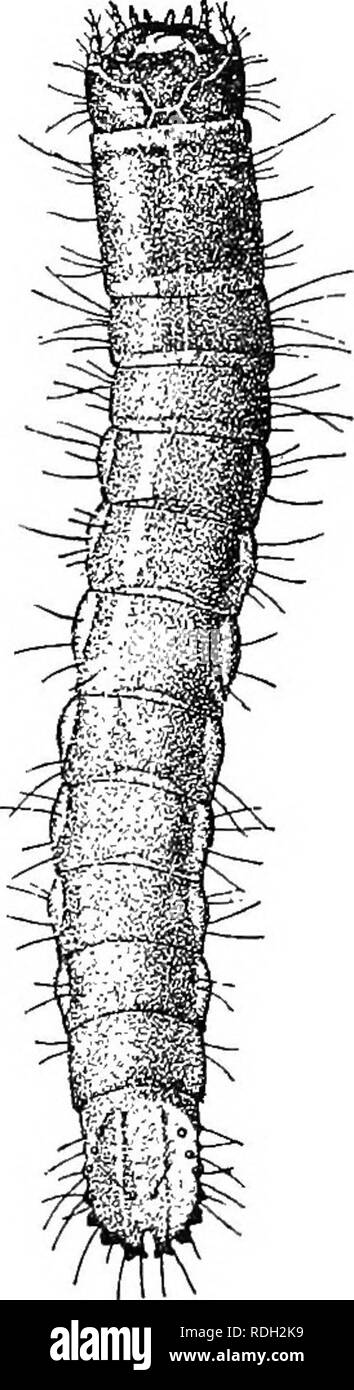 . An illustrated descriptive catalogue of the coleoptera or beetles (exclusive of the Rhynchophora) known to occur in Indiana : with bibliography and descriptions of new species . Beetles. 136 I-ASIILY XXXVIl.âELATERIDjE. The larva is one of the smaller injurious wire worms, often doing much damage to corn and wheat. It is of a light waxy yellow color, nine to 12 mm. in length, sparsely hairy and consid- erably flattened in form; the last segment is nearly flat, rugose above, without bristle-bearing tubercles and with an acute apical notch. (Fig. 282 a.) It attacks sprouting corn and wheat, es Stock Photo