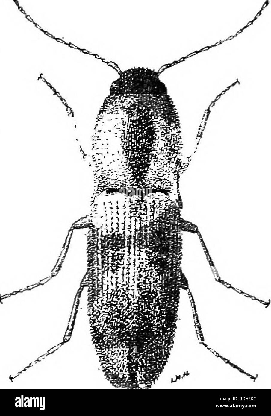 Reddish brown thorax Black and White Stock Photos Images Alamy Reddish brown thorax Black and White Stock Photos Images Alamy