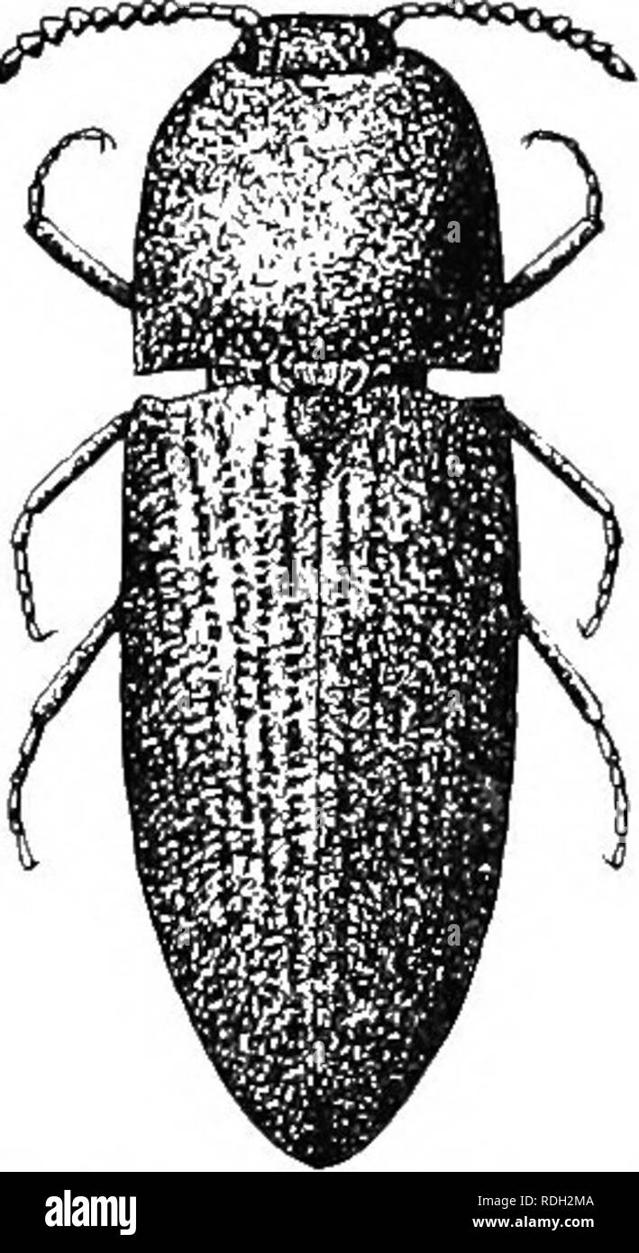. An illustrated descriptive catalogue of the coleoptera or beetles (exclusive of the Rhynchophora) known to occur in Indiana : with bibliography and descriptions of new species . Beetles. 716 FAMILY XXXVir. KLA'rmUD.lS. Readily kiidwn by the dark color, distinct ridges on each side of median groove of thorax, and absence of tarsal grooves. Known only from Maine, Vermont and Pennsjdvania. XIV. Lacon Lap. 1836. (Gr., &quot;short,&quot; referring to the antennal grooves.) This genus differs from Adelorvra by its shorter and propor- tionally broader form and by having the antennal grooves very mu Stock Photo