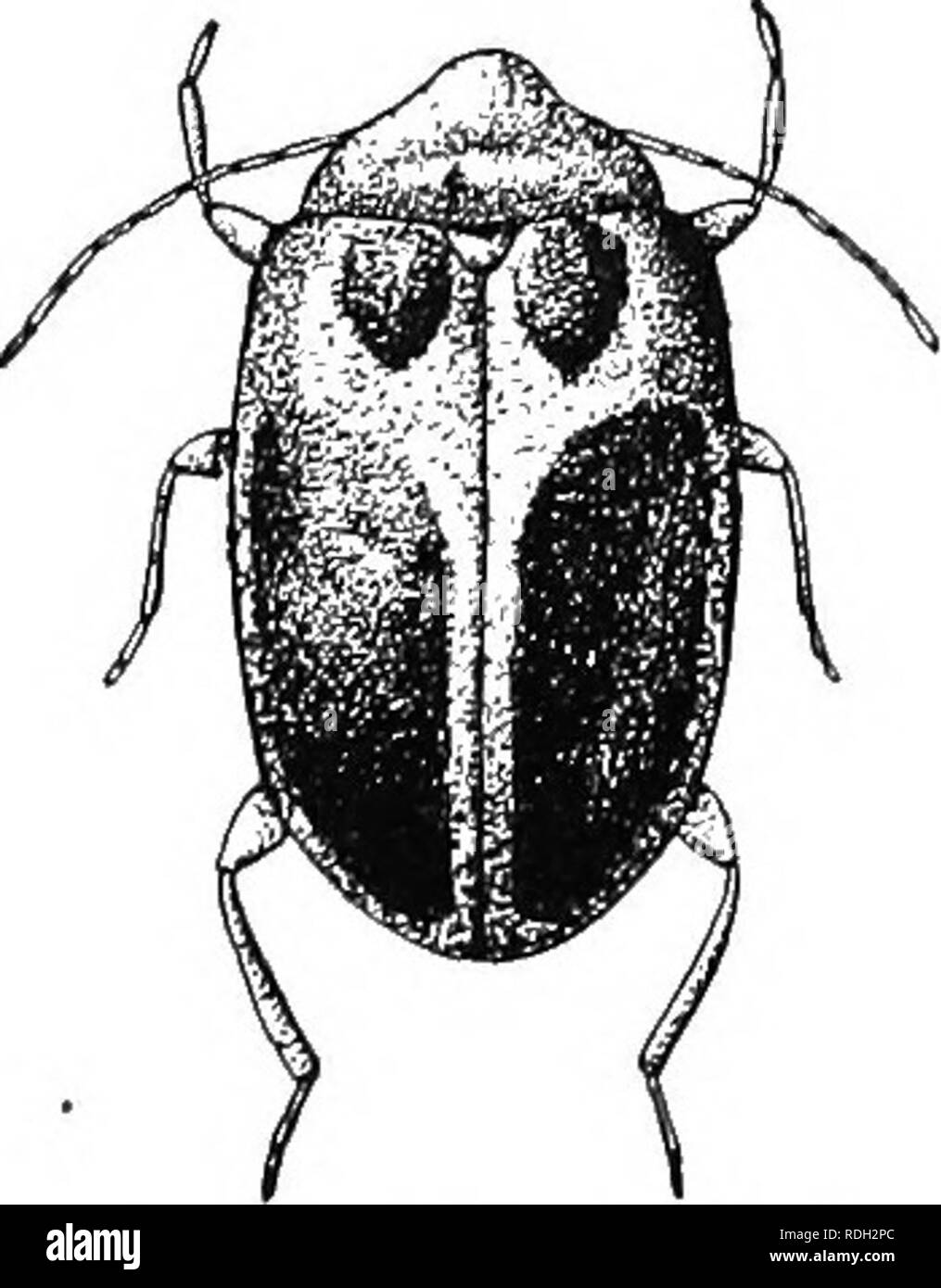 . An illustrated descriptive catalogue of the coleoptera or beetles (exclusive of the Rhynchophora) known to occur in Indiana : with bibliography and descriptions of new species . Beetles. 694 FAMILY XXXV. DASCYLLID7E.. 1315 (4003). I-lELODES PULCHELLA Guer., Spec, et Icon., Ill, 1S4.^&gt;. 13. Elliptical, finely pubescent. Yellow; elytra each with an (jval basal piceous spot, and another much larger, reaching from before the middle to apex. Thorax semicircular, base bisinuate, entire margin slightly retiexed, disk sii;irscly and finely punctate. Elytra rather drascly punctured. Ix5ngth 3.5-5  Stock Photo