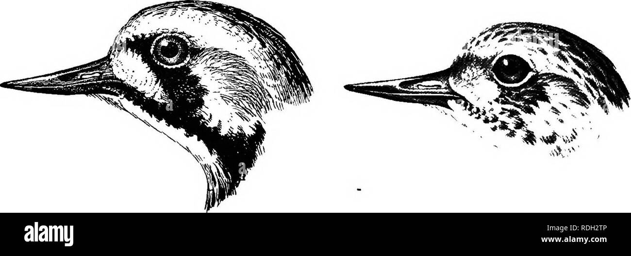 . The birds of South Africa. Birds. 344: CHAEADEIID^ AEENAEIA the face mottled black and white; below, including the axillaries and under wing-coverts white throughout, except for a black patch on either side of the chest extending across the lower neck to form a bar. Iris dark brown ; bill black ; feet orange ; claws black. Length (in flesh) 9-0, wing 6-0, tail 2-6, culmen 0-84, tarsus 1-0. In the breeding plumage the back, scapulars and coverts are mottled with many chestnut, or partially chestnut feathers, the crown of the head and hind neck are white, the former mottled, the latter streake Stock Photo