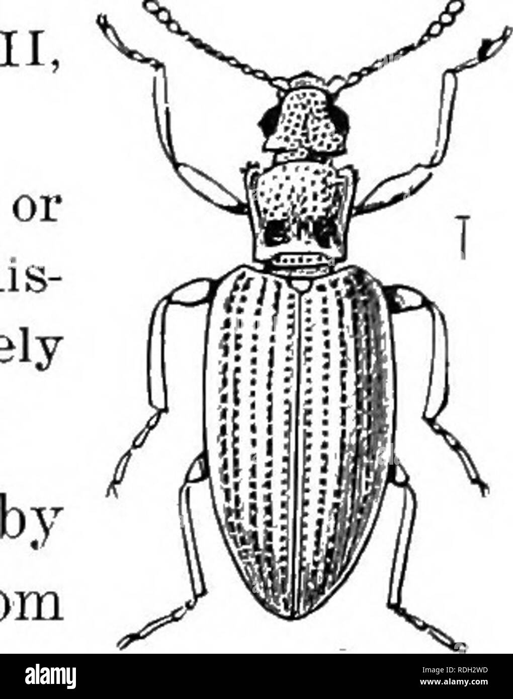 . An illustrated descriptive catalogue of the coleoptera or beetles (exclusive of the Rhynchophora) known to occur in Indiana : with bibliography and descriptions of new species . Beetles. THE MINUTE BROWN SCAVENGER BEETLES. 655 1257 ( ). Enicmus consimilis Mann., Germ. Zeitschr., V, 99. Moderately elongate, feebly convex. Color given in key. Thorax nearly square, sides feebly convergent behind the middle; surface with a shallow median channel, its sides or carinse distinctly cutting the sub-basal trans- verse depression, an additional impression on each side near the front an- gles. Elytra st Stock Photo