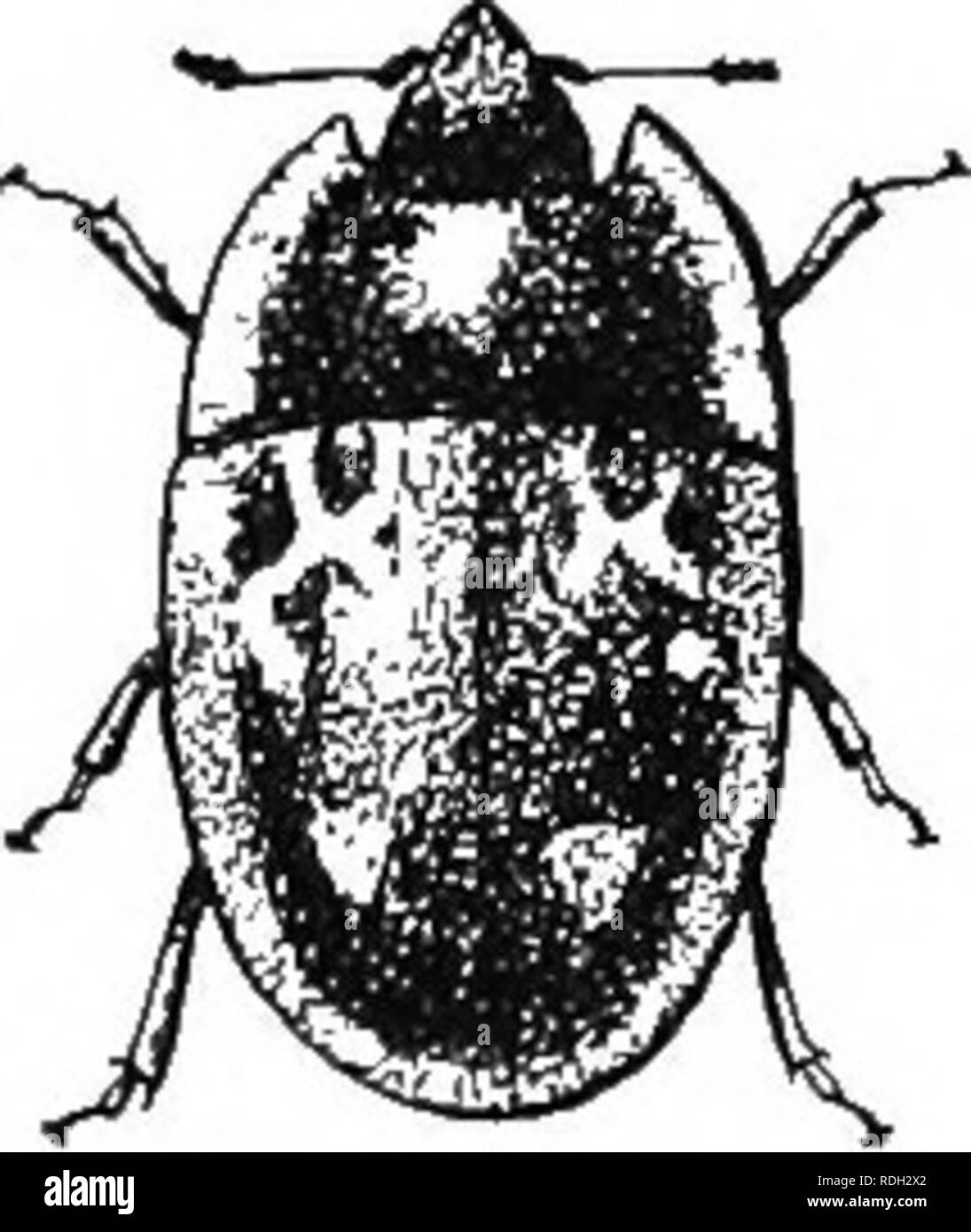 . An illustrated descriptive catalogue of the coleoptera or beetles (exclusive of the Rhynchophora) known to occur in Indiana : with bibliography and descriptions of new species . Beetles. 642 PAMTHY XXVI.—NITIDl llyin.1?. in front. Elytra with the ridges less distinct, but with the rows of fine hair bearing punctures, between which are rows of larger round, shallow punctures. Length 2.5-3 mm. Starke, Marion, Putnam, Crawford and Posey counties; less fre- quent than geminata. April 10-June 18. Occurs beneath chips, stones and decaying fruit. The spots on elytra are reddish and usu- ally locate Stock Photo