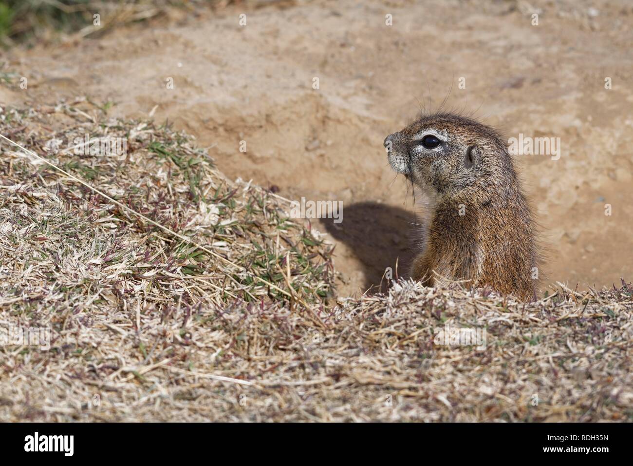 Cape ground squirrel (Xerus inauris), looking out from the burrow entrance, alert, Mountain Zebra National Park, Eastern Cape Stock Photo