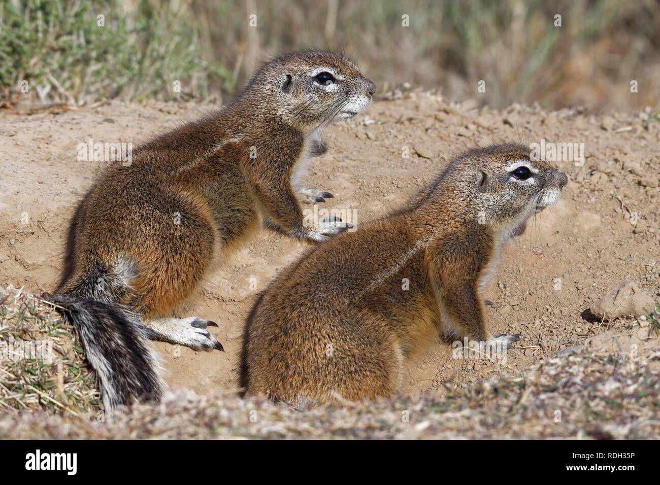 Cape ground squirrels (Xerus inauris), adults, looking out from the burrow entrance, Mountain Zebra National Park, Eastern Cape Stock Photo