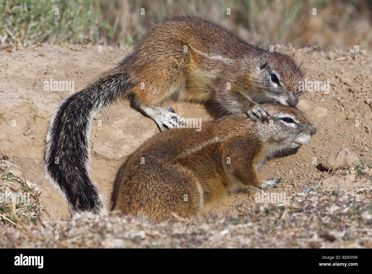 Cape ground squirrels (Xerus inauris), adults, playing to fight at the burrow entrance, Mountain Zebra National Park Stock Photo