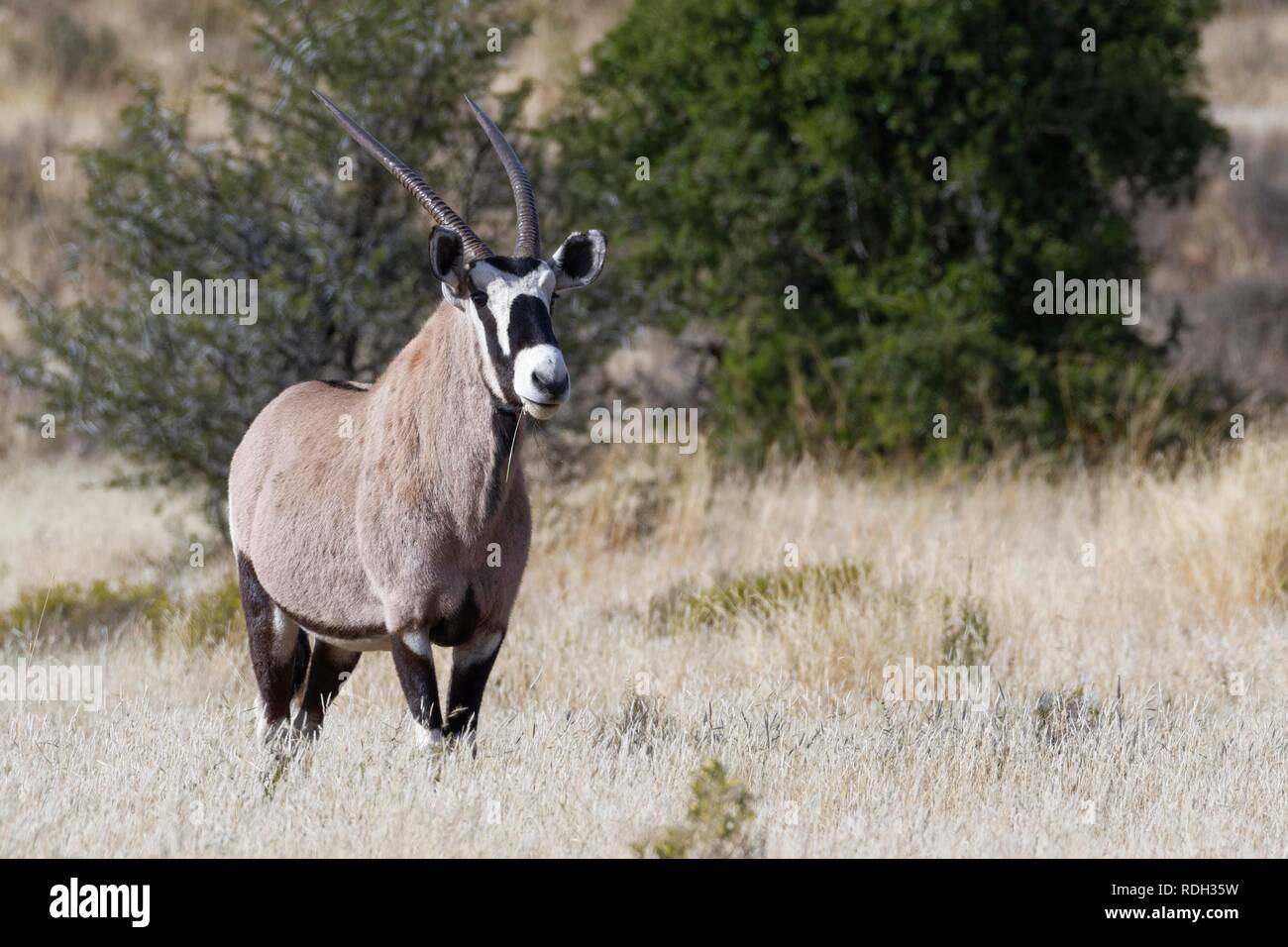 Gemsbok (Oryx gazella), adult, standing in open grassland, alert, Mountain Zebra National Park, Eastern Cape, South Africa Stock Photo