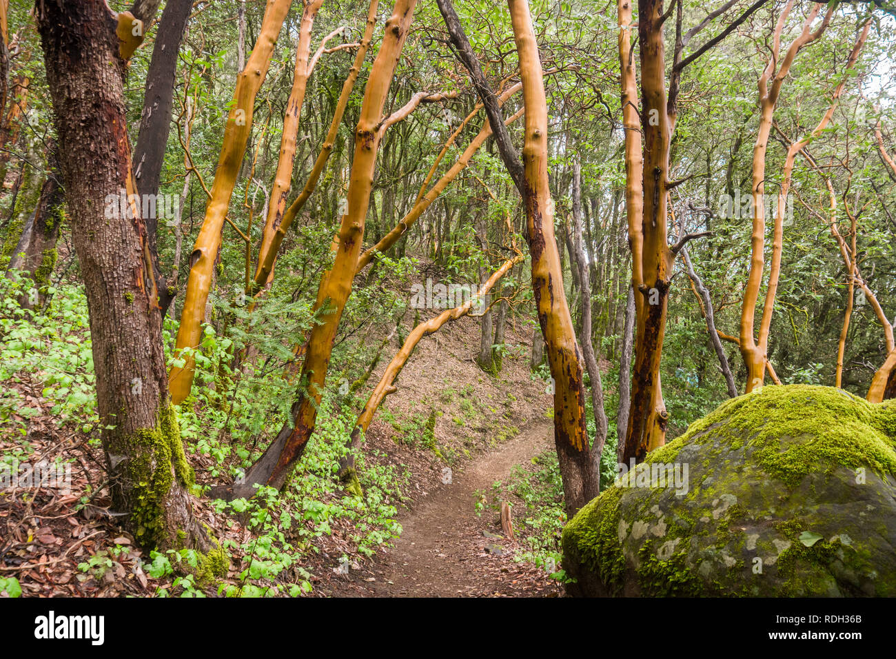 Madrone trees (Arbutus menziesii) forest on a rainy day, Castle Rock