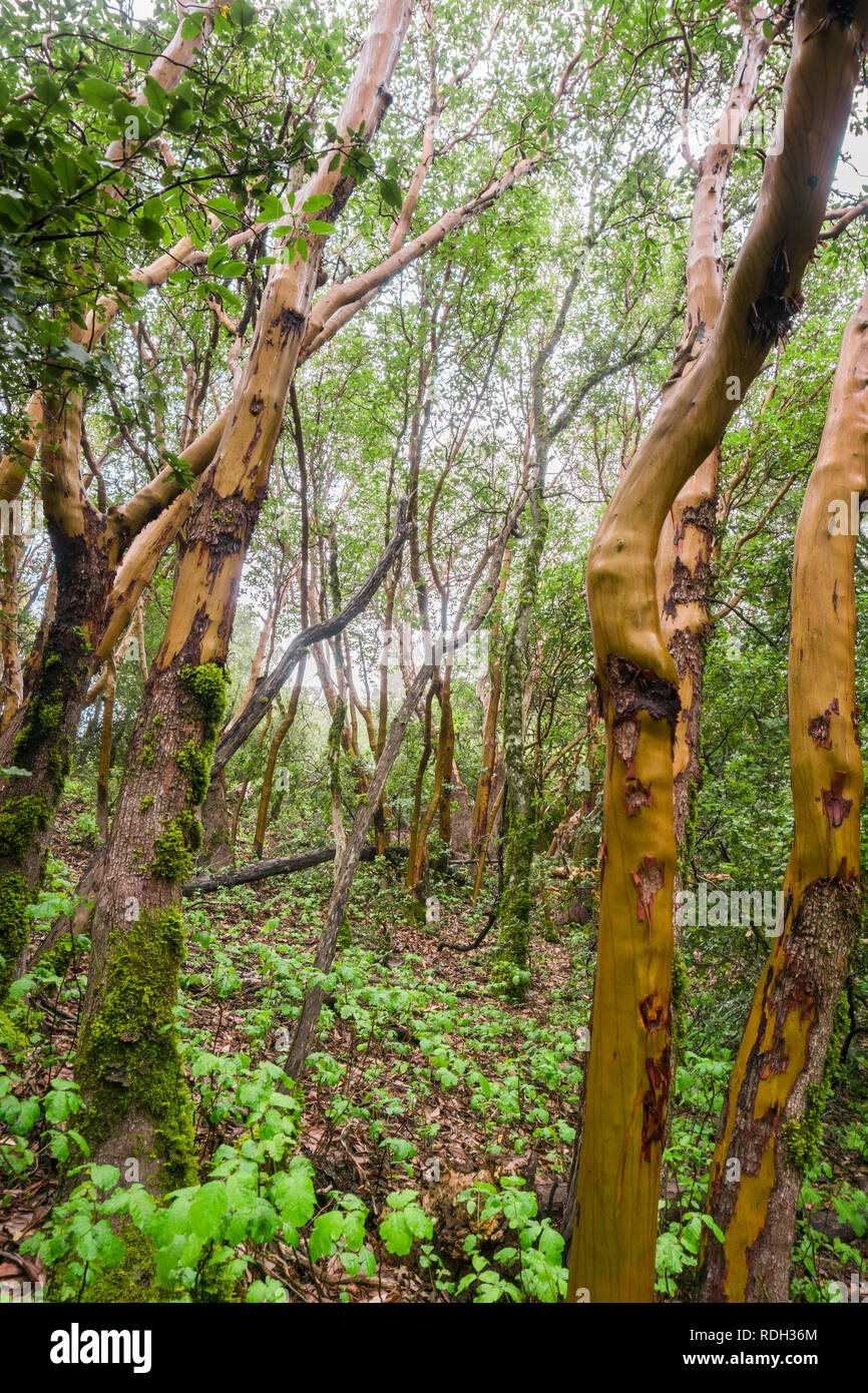Madrone trees (Arbutus menziesii) forest on a rainy day, Castle Rock