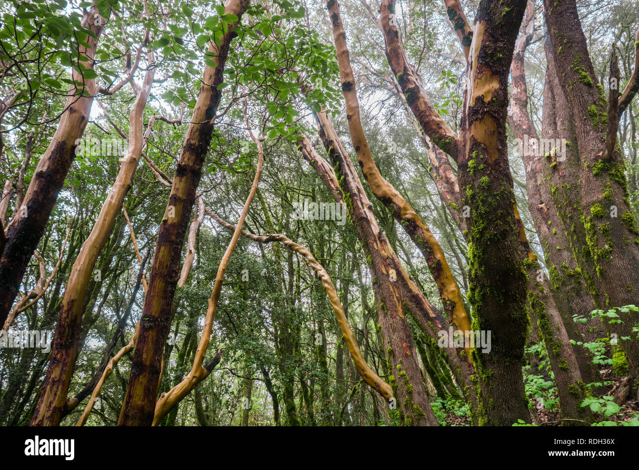 Madrone trees (Arbutus menziesii) forest on a rainy day, Castle Rock