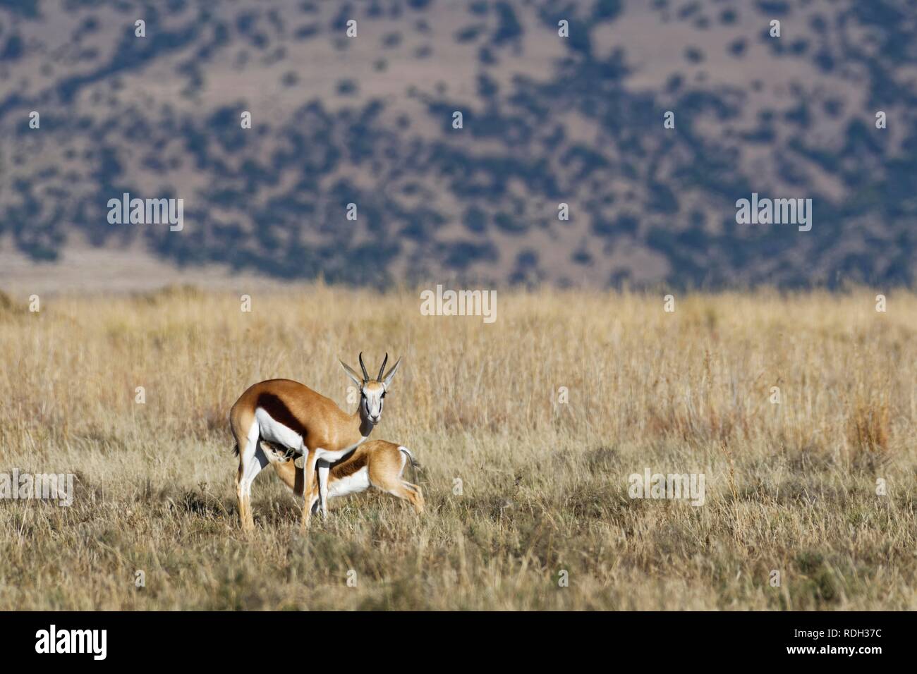 Springbok Chewing Springboks (Antidorcas marsupialis), young sucking his mother, in open ...