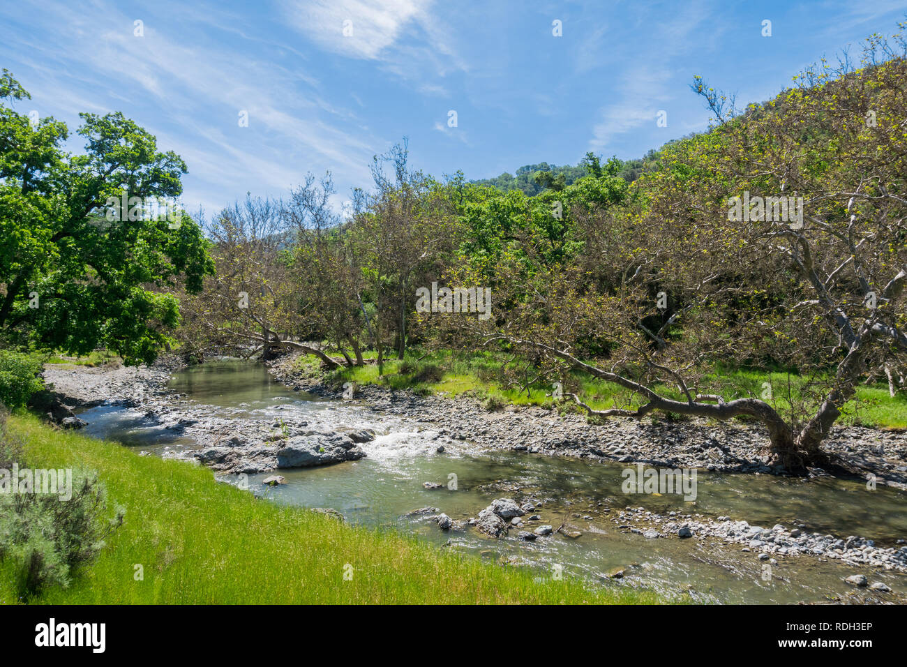 Western Sycamore trees on the shoreline of a creek, Sunol Regional