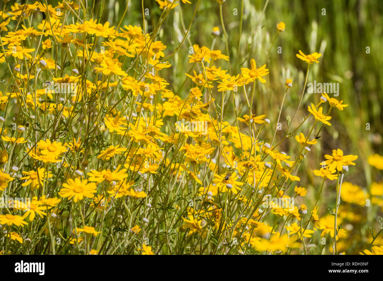 Common woolly sunflower (Eriophyllum lanatum) blooming in Stebbins Cold Canyon, Napa Valley, California Stock Photo