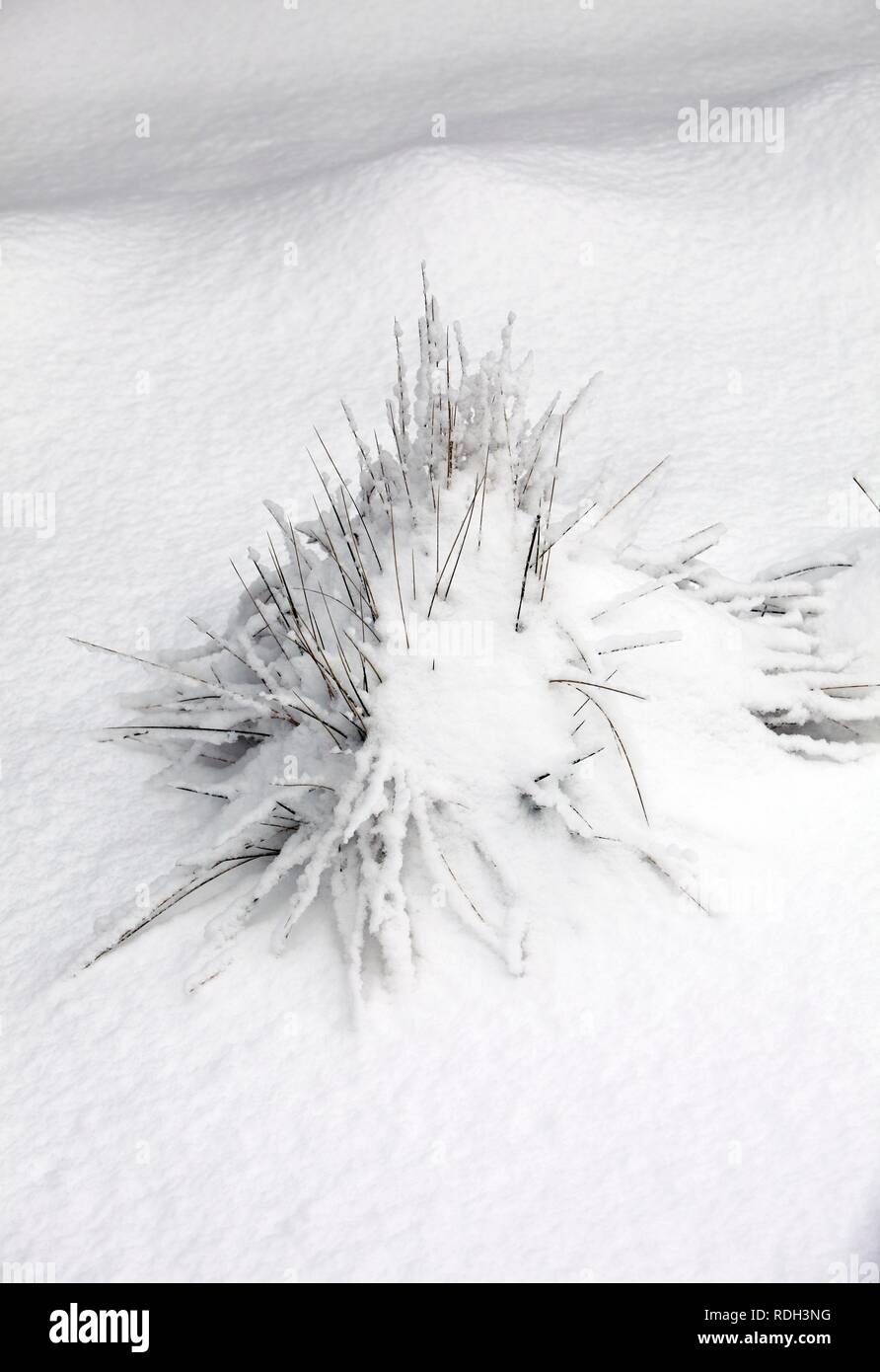 Snow covered plants Stock Photo