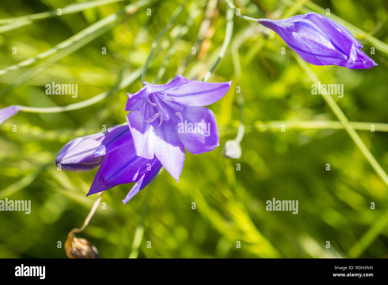 Ithuriel's spear (Triteleia laxa) blooming in Stebbins Cold Canyon, Napa Valley, California Stock Photo