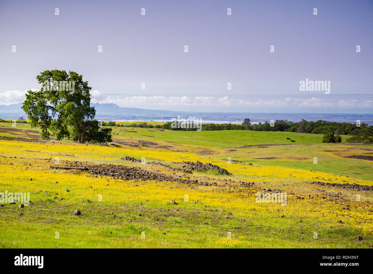 Goldfields wildflowers blooming on the rocky soil of North Table Mountain, Oroville, California