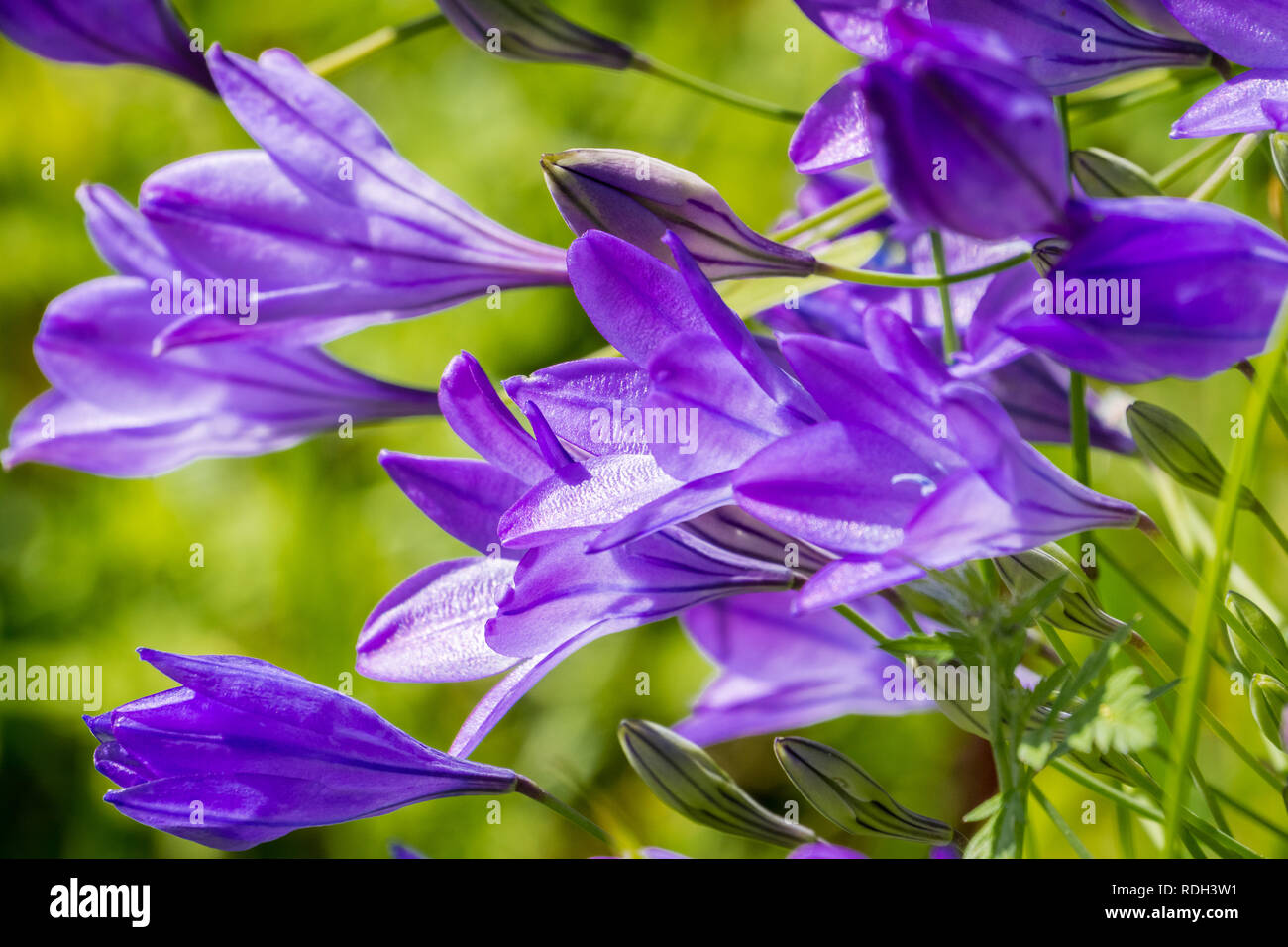 Ithuriel's spear (Triteleia laxa) blooming in Stebbins Cold Canyon, Napa Valley, California Stock Photo