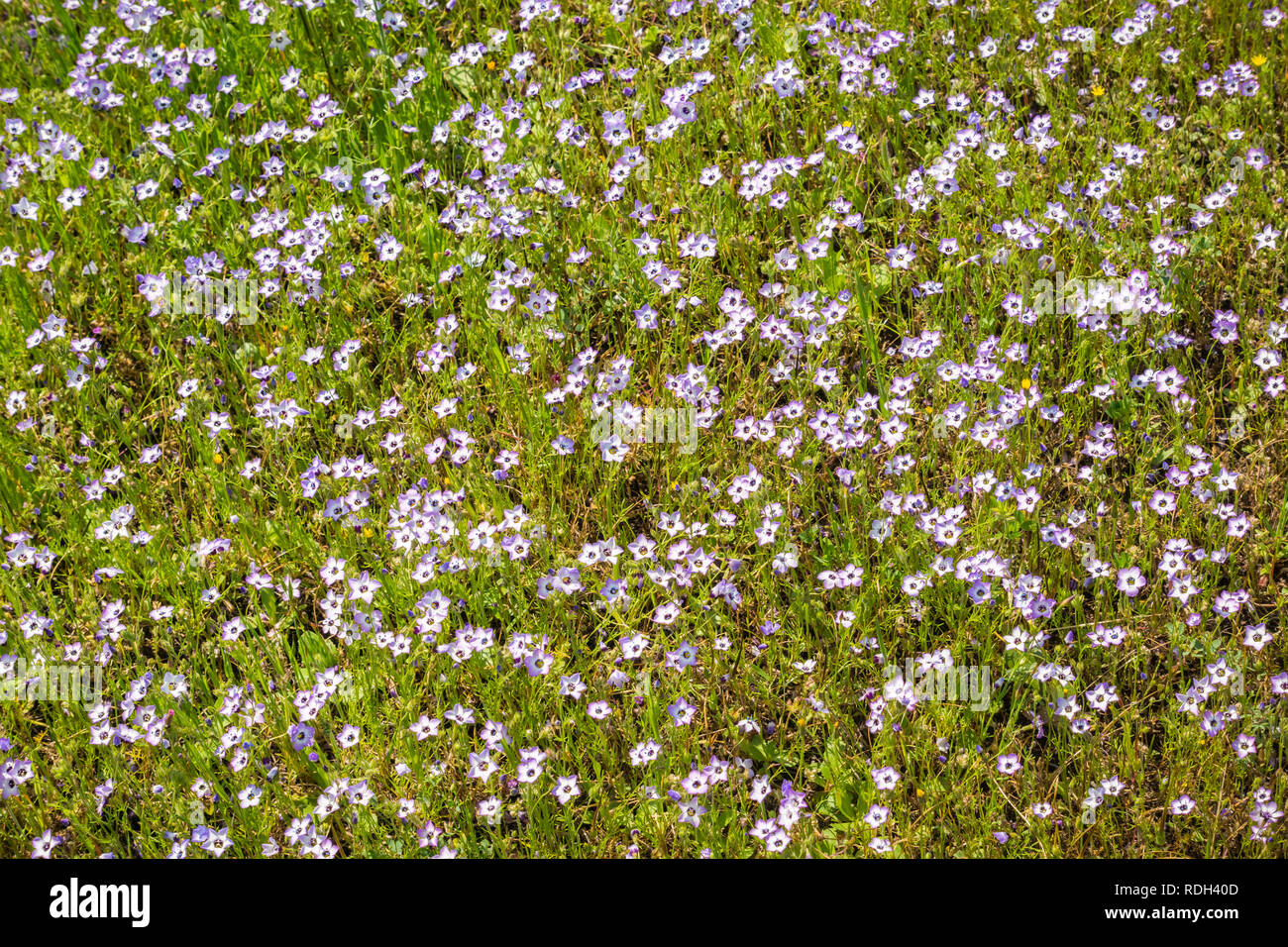 Gilia wildflowers blooming on a meadow, North Table Mountain, Oroville, California Stock Photo