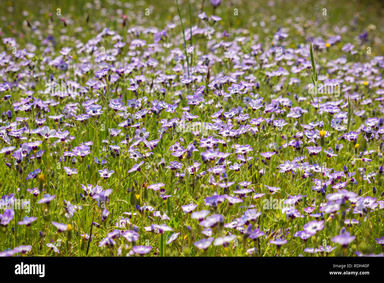 Gilia wildflowers blooming on a meadow, North Table Mountain, Oroville, California Stock Photo