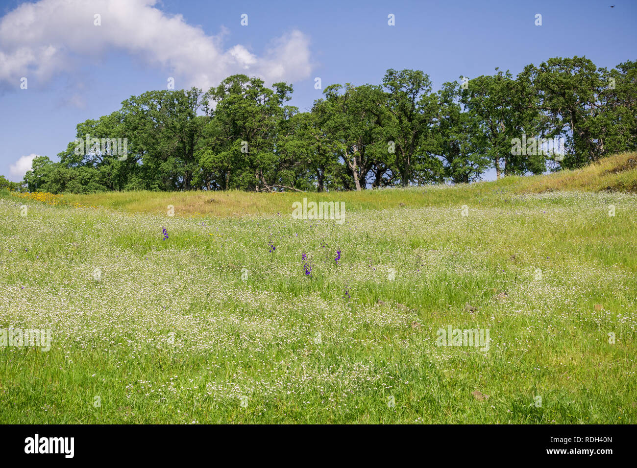 Field of popcorn (Plagiobothrys) wildflowers, North Table Mountain Ecological Reserve, Oroville, California Stock Photo