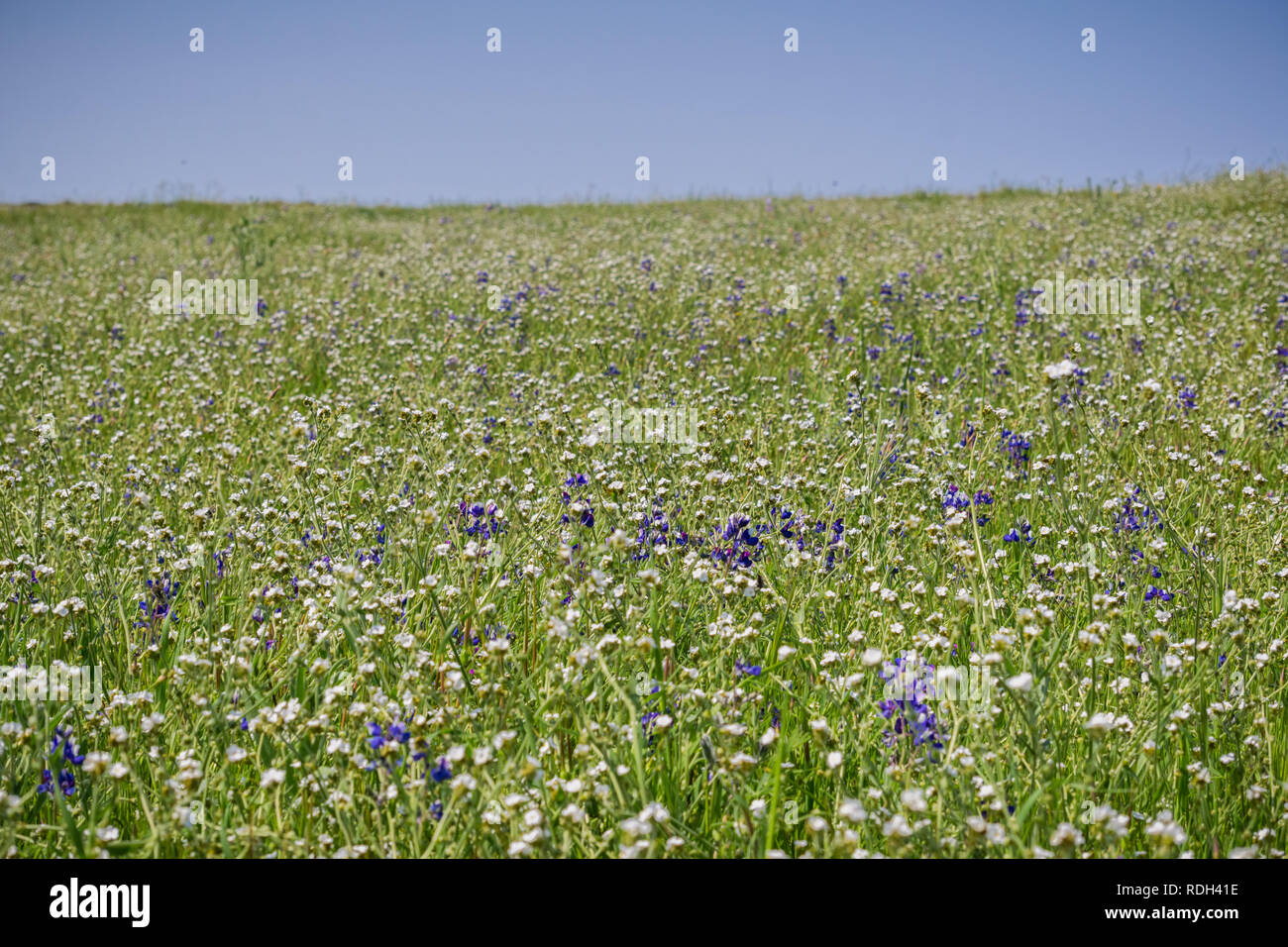 Field of popcorn (Plagiobothrys) wildflowers, North Table Mountain Ecological Reserve, Oroville, California Stock Photo
