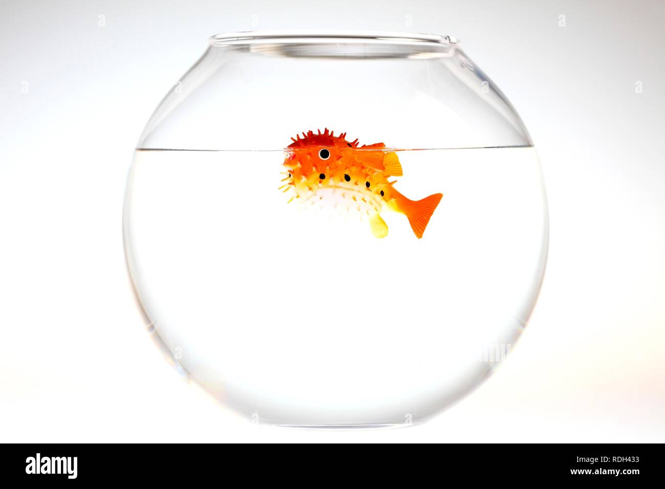 fish bowl toy