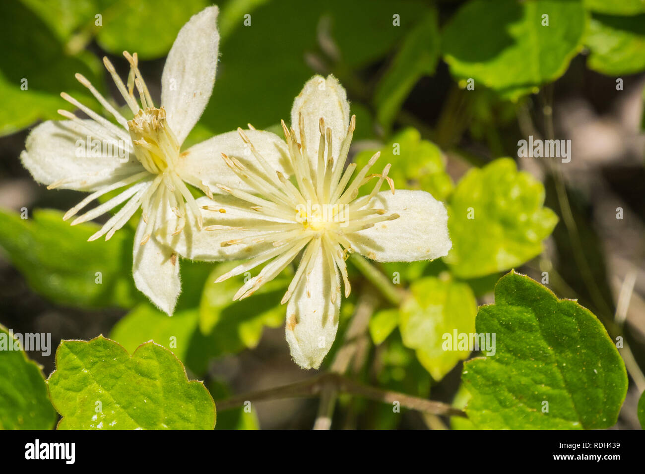 Clematis lasiantha (Pipestem Clematis) blooming in spring, Stebbins Cold Canyon, Napa Valley, California Stock Photo