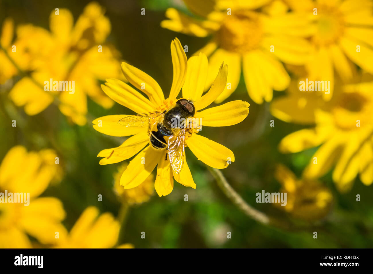 Close up of Transverse Flower Fly (Eristalis transversa) pollinating a common woolly sunflower (Eriophyllum lanatum), Stebbins Cold Canyon, Napa Valle Stock Photo