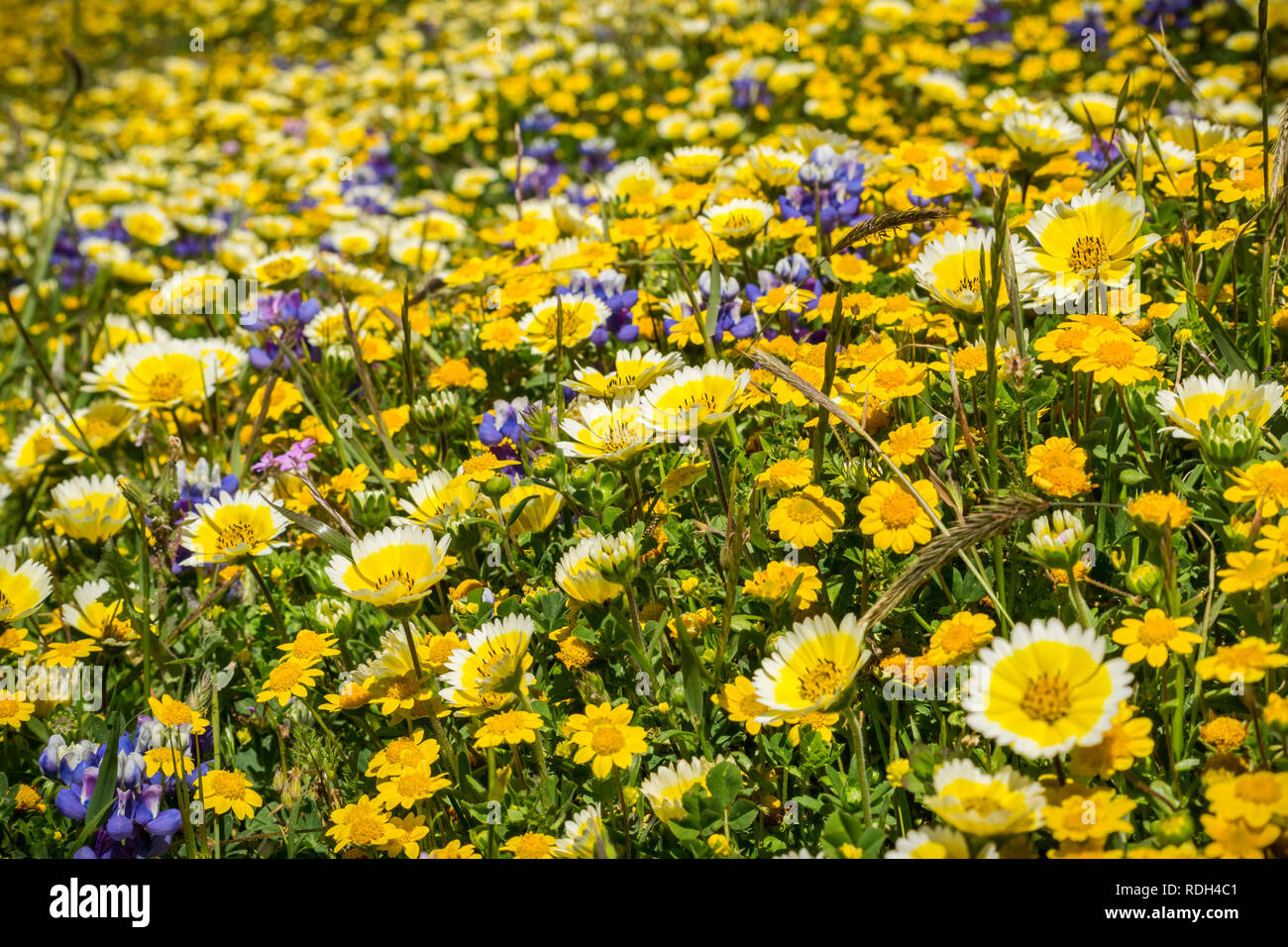 Field of wildflowers at Mori Point, Pacific Ocean coast, Pacifica, California Stock Photo Alamy