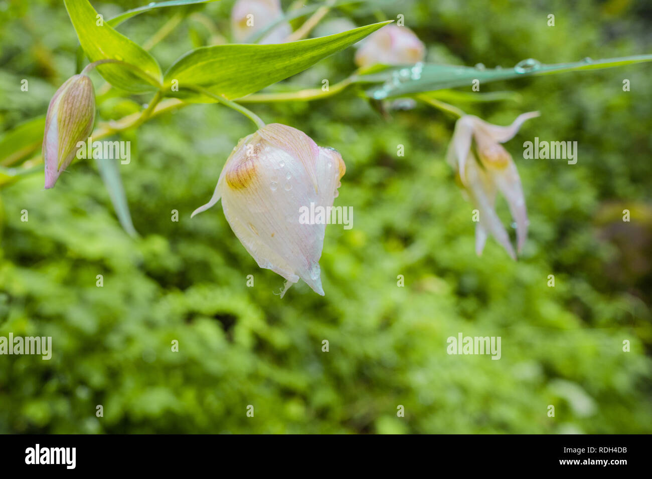 Indian tulip flower hi-res stock photography and images - Alamy