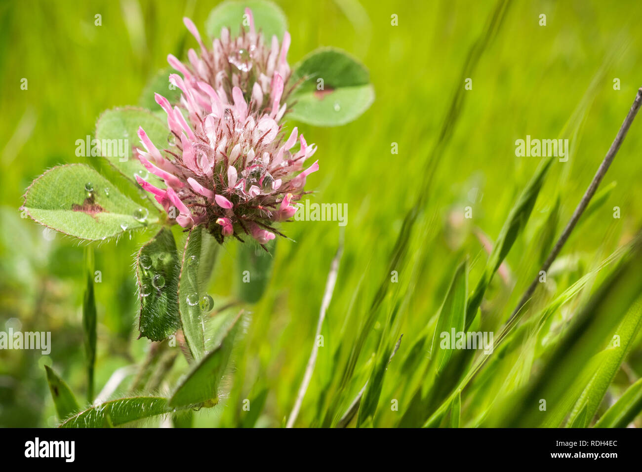 Invasive weed of field crop hires stock photography and images Alamy