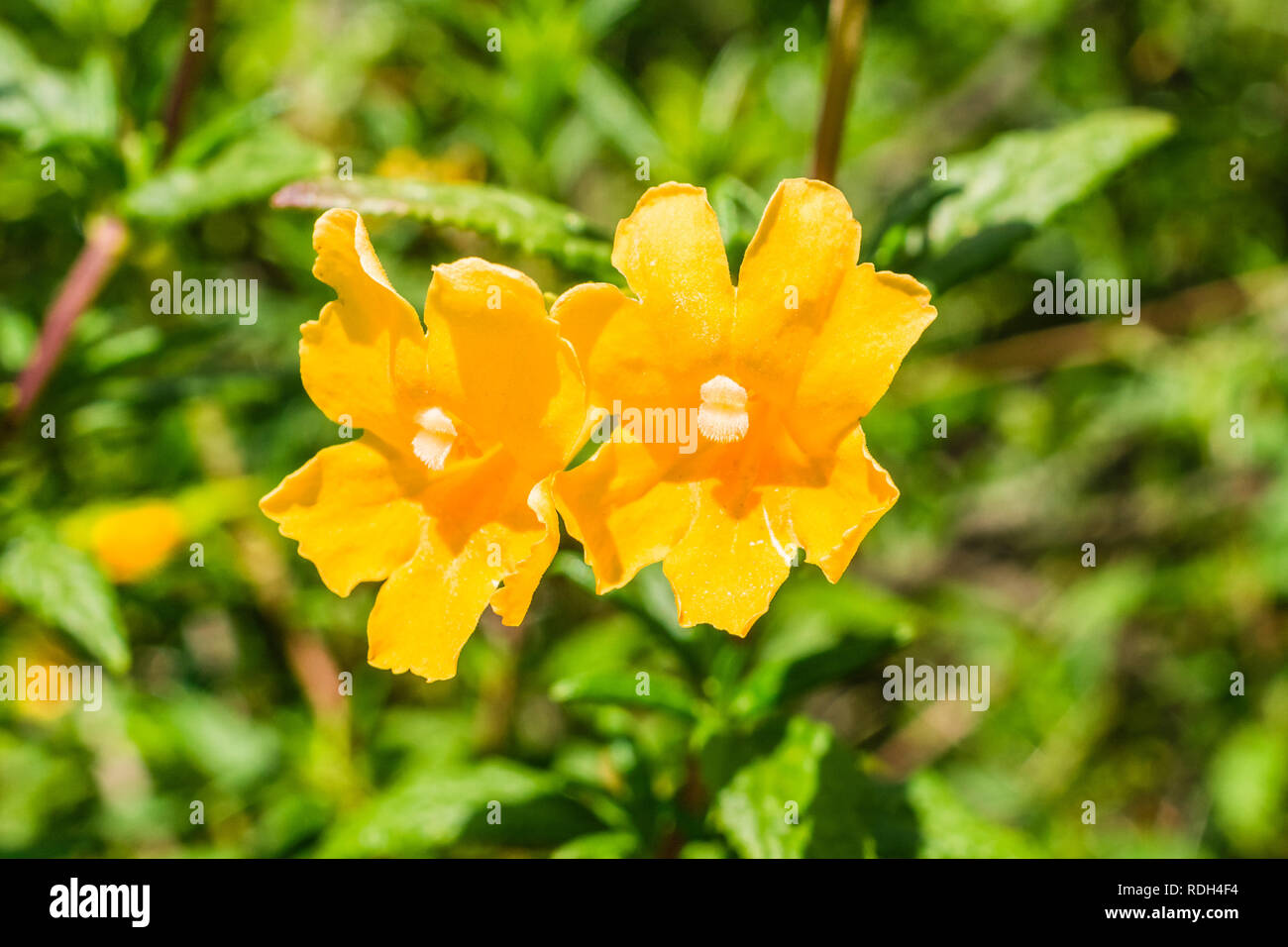 Close up of Sticky Monkey Flowers (Diplacus aurantiacus), California ...