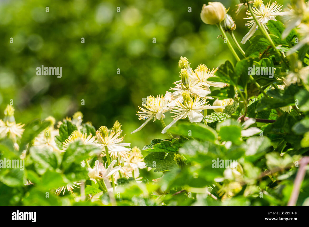 Clematis lasiantha (Pipestem Clematis) blooming in spring, California Stock Photo