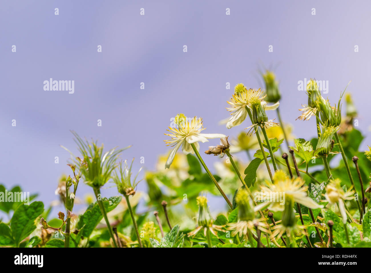 Clematis lasiantha (Pipestem Clematis) blooming in spring on a cloudy sky background, California Stock Photo