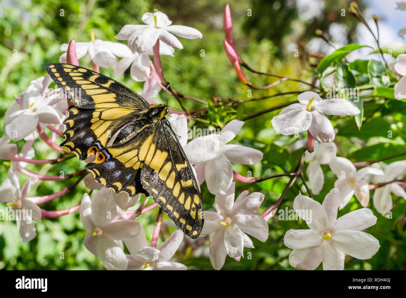 Anise swallowtail hi-res stock photography and images - Alamy